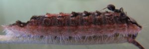 Larvae